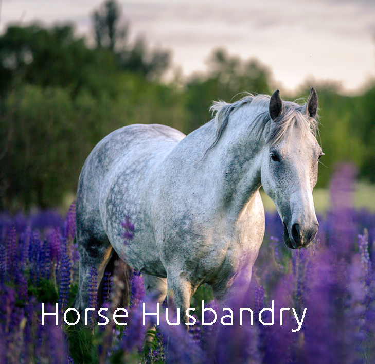 Application Horse Husbandry